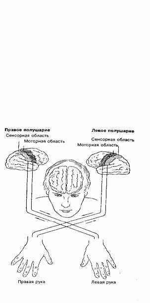 Функциональная Асимметрия Полушарий Головного Мозга Реферат